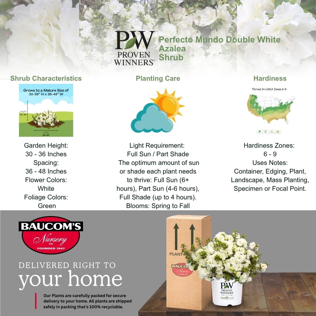 PROVEN WINNERS 2 Gal. Perfecto Mundo Double White Shrub 19645